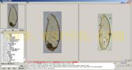 Cyphoderia ampulla 坛状曲颈虫--万深AlgaeC